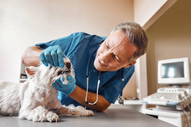  Salem, NJ Emergency Dentist Pros